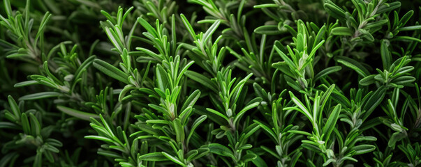 Vibrant green rosemary herb closeup