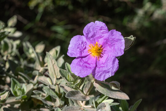 Blooming flower of Cistus albidus, the grey-leaved cistus, a shrubby species of flowering plant in the family Cistaceae, with pink to purple flowers. Les Baux de Provence, France.