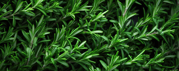 Vibrant green rosemary herb closeup