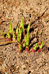 the first shoots of the hosta make their way through the dry soil