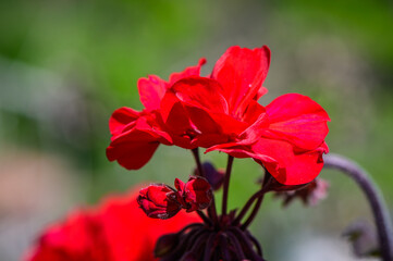 Red geranium close up in the garden with green background