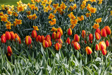 yellow daffodils and orange tulips blooming in a garden