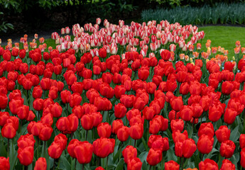 red tulips blooming in a garden