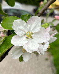 Blooming apple tree in spring time. - 785988876
