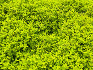 A close-up view of a young spring greens background under natural daylight