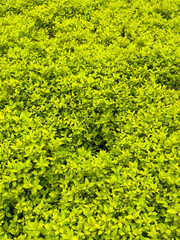 A close-up view of a young spring greens background under natural daylight