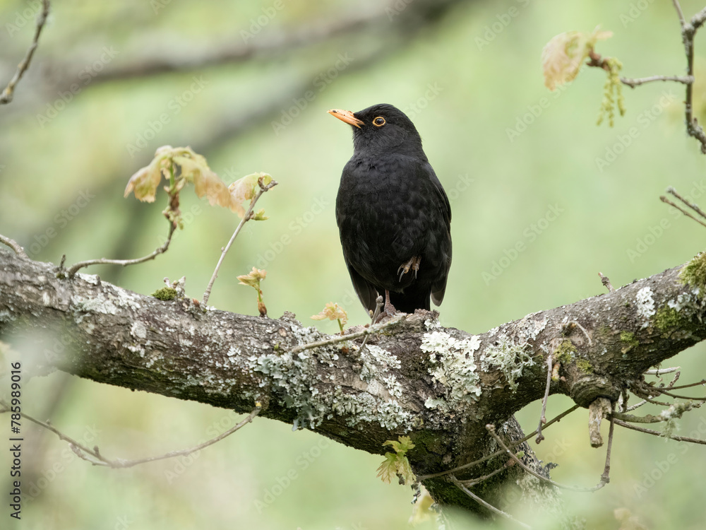 Poster Blackbird, Turdus merula,