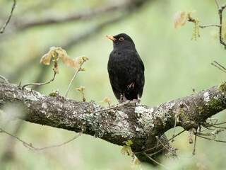 Blackbird, Turdus merula,