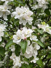 Blooming apple tree in spring time. - 785989064