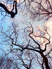Dead tree against blue sky - 785989205