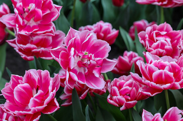 White and pink tulip called Colombus. Double Early group. Tulips are divided into groups that are defined by their flower features