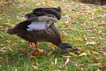Enten am Seeufer