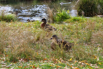 Enten am Seeufer