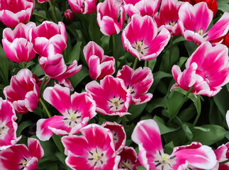 Pink and white tulips called Kamaliya. Triumph  group. Tulips are divided into groups that are defined by their flower features
