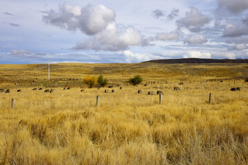 Weites Feld mit Ausblick in Neuseeland