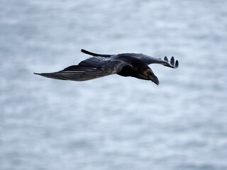 Obraz premium Raven, Corvus corax