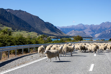 Schafherde auf einer Straße in der Landschaft in Neuseeland