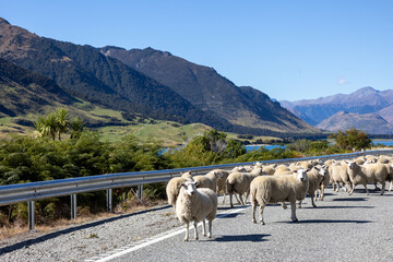 Schafherde auf einer Straße in der Landschaft in Neuseeland