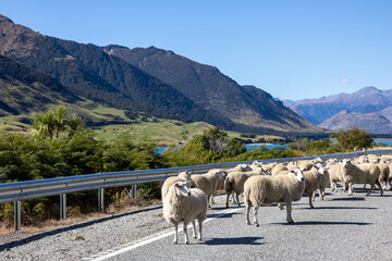 Schafherde auf einer Straße in der Landschaft in Neuseeland