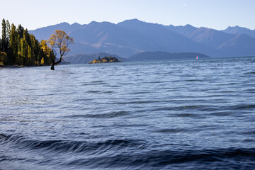 Meist fotografierte Baum der Welt in Wanaka