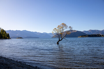 Meist fotografierte Baum der Welt in Wanaka
