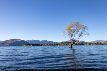 Meist fotografierte Baum der Welt in Wanaka