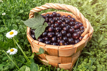 Fresh black currant berries grown in your own garden.