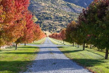 Goldener Herbst in Neuseeland mit wunderschönen Farben in den Bäumen 