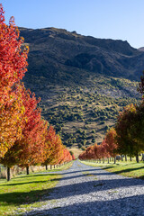 Obraz premium Goldener Herbst in Neuseeland mit wunderschönen Farben in den Bäumen 