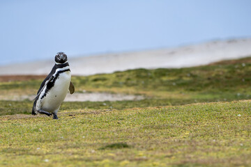 A Lone Magellanic Penguin (Spheniscus magellanicus).	