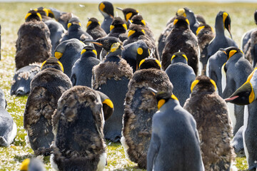 King Penguins (Aptenodytes patagonicus) in a colony -  catastrophic moult. Facing away.