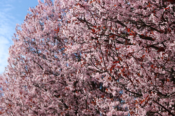 Beautiful pink blossoming tree close up photo. Pink petals on blooming tree. Spring garden on sunny...