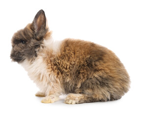 Obraz premium Cute little rabbit on white background. Adorable pet