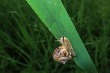 Snail walker thread grass vision close up nature - 785994054