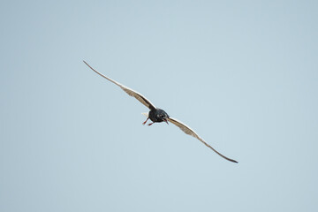 whiskered tern flying 