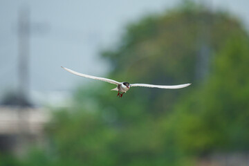 whiskered tern flying looking for food