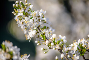 Cherry blossom branch in the garden in spring
