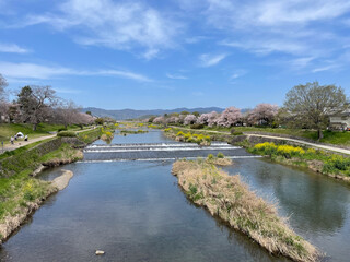 Fototapeta na wymiar 桜咲く春の加茂川