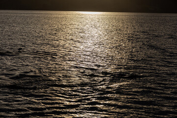 Seehunde beim spielen im Wasser in Neuseeland