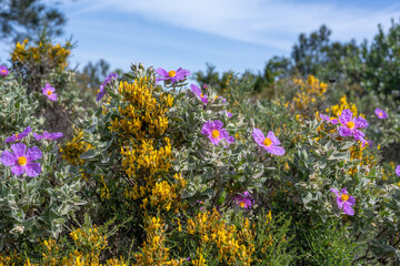 Obraz premium field of wildflowers