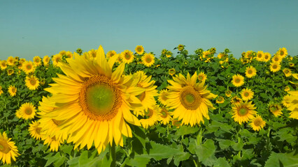sunflowers in the field Sunflower Crop Yellow Color Green Leaves Field Blue Sky Village Beauty Natural Trees Grass Clouds 