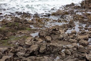 Seehunde auf Felsen an der Küste