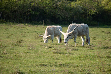 Fototapeta premium Hungarian grey cattle in the field.