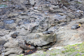 Seehund Familie auf Felsen vor der Küste 