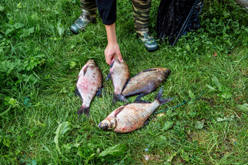 A man's hand lays out a caught fish on the grass.