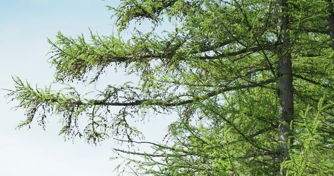 Europ&auml;ische L&auml;rche (Larix decidua).Schuppiger Stamm, umgeben von rauen, ausladenden &Auml;sten, die feine, herabh&auml;ngende Triebe, gr&uuml;nen Nadeln und hellbraunen, eif&ouml;rmigen Zapfen tragen
