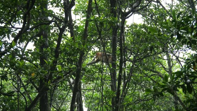 Selective focus proboscis monkey in the wild, sitting on tree, at mangrove forest at Tarakan, Indonesia. Proboscis monkey foraging at mangrove forest. Wild nature stock footage.	
