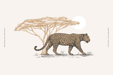 Leopard on a background of acacia in engraving style. Big wild savannah cat on a light background. African carnivorous animal in vintage style. Hand-drawn vector retro illustration.