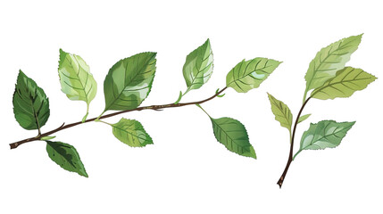 Fototapeta premium Collection of green leaves