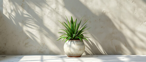 A potted plant sits on a white wall, casting a shadow on the wall